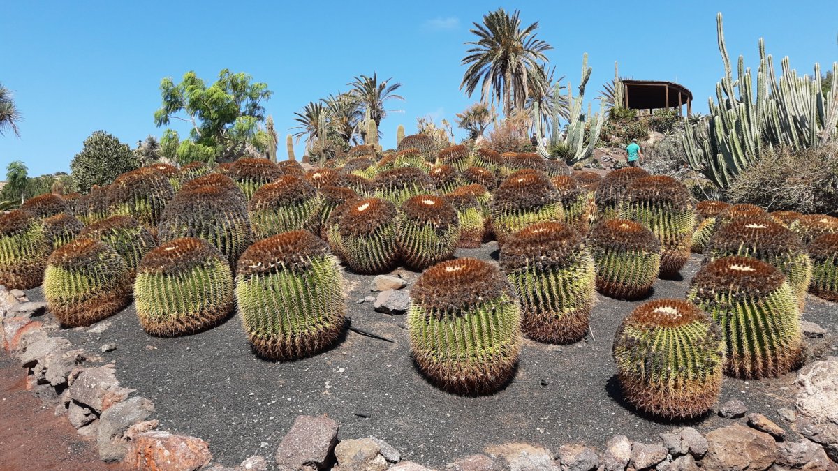 Kaktusová zahrádka