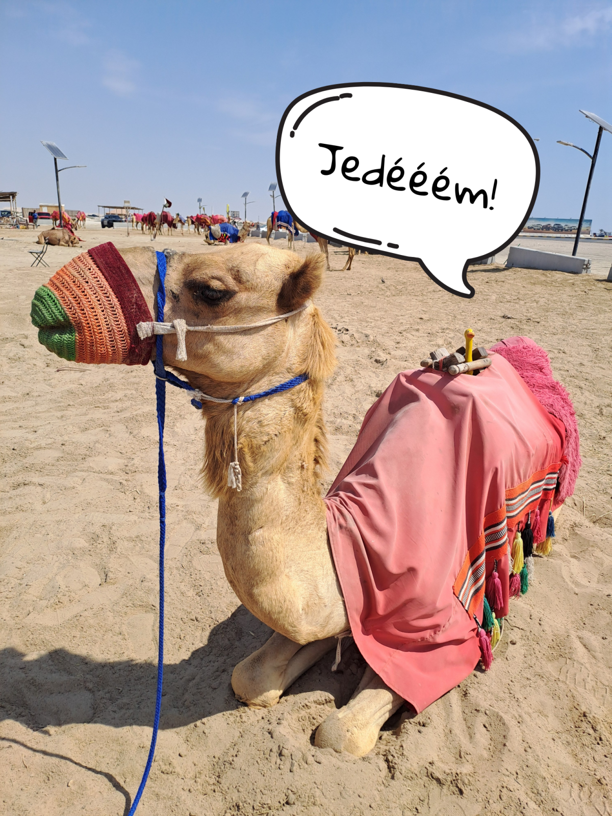 Jízda na velbloudovi