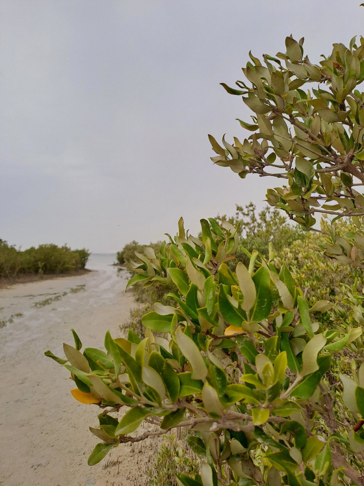 Mangrovníky rostou v brakických vodách