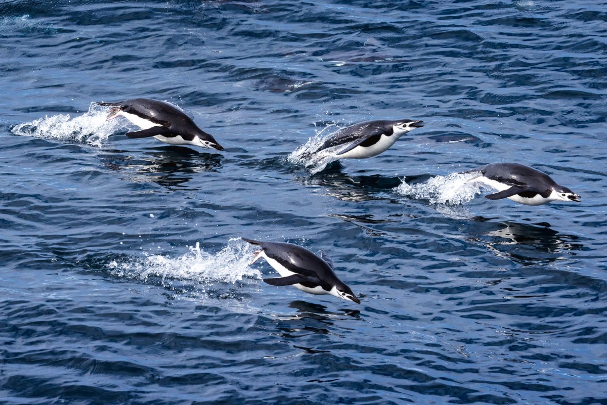 tučňáci uzdičkoví