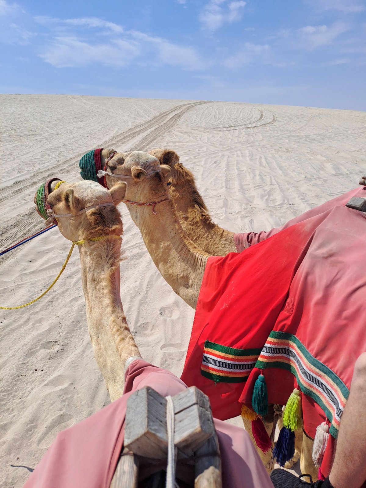 Velbloudí projížďka