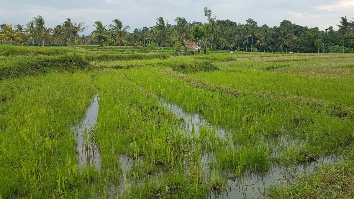 Rýžová pole