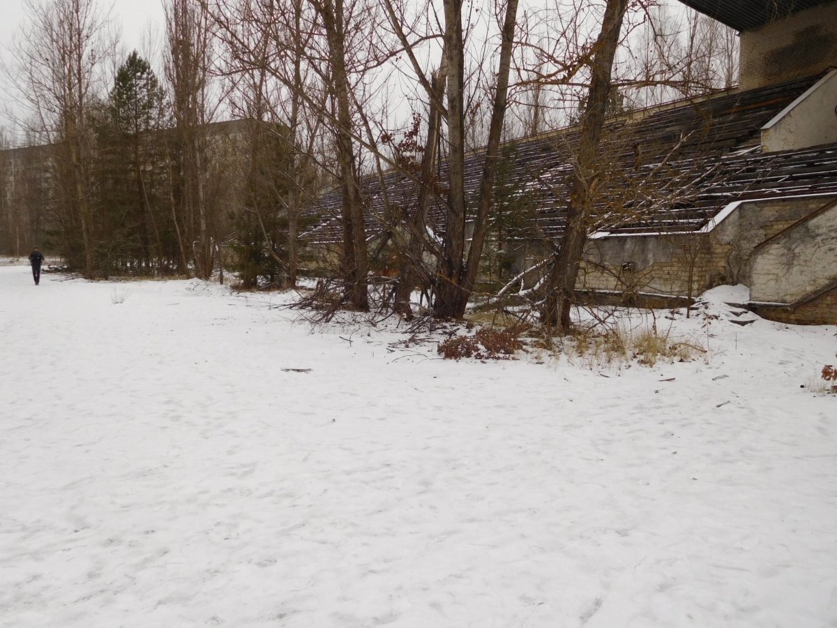 Stromy na běžecké dráze