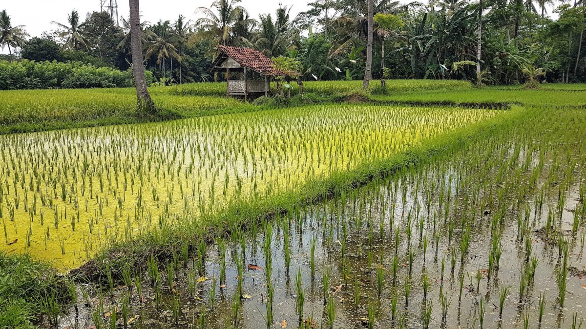 Rýžová pole