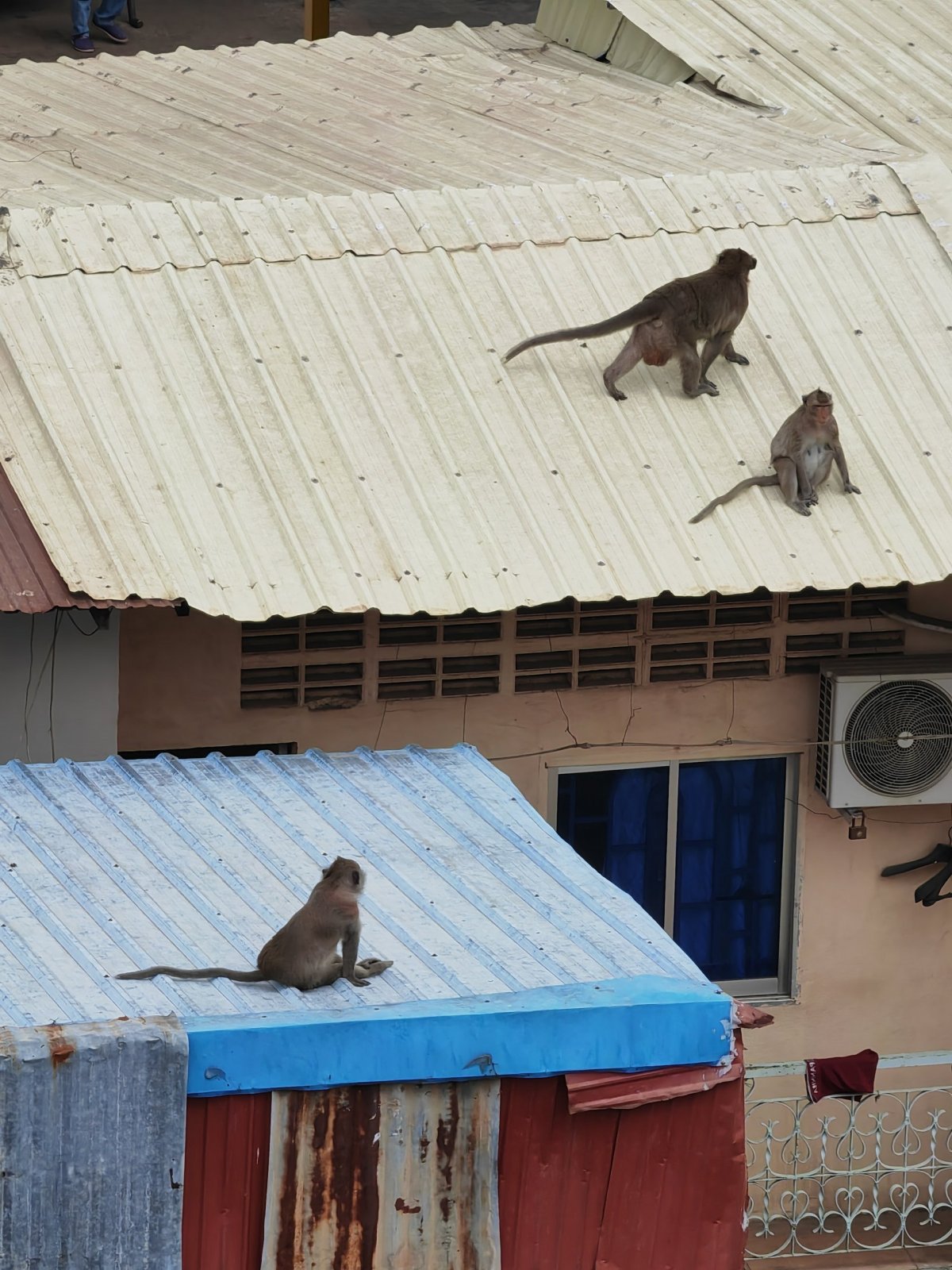 Opice na střechách pod námi