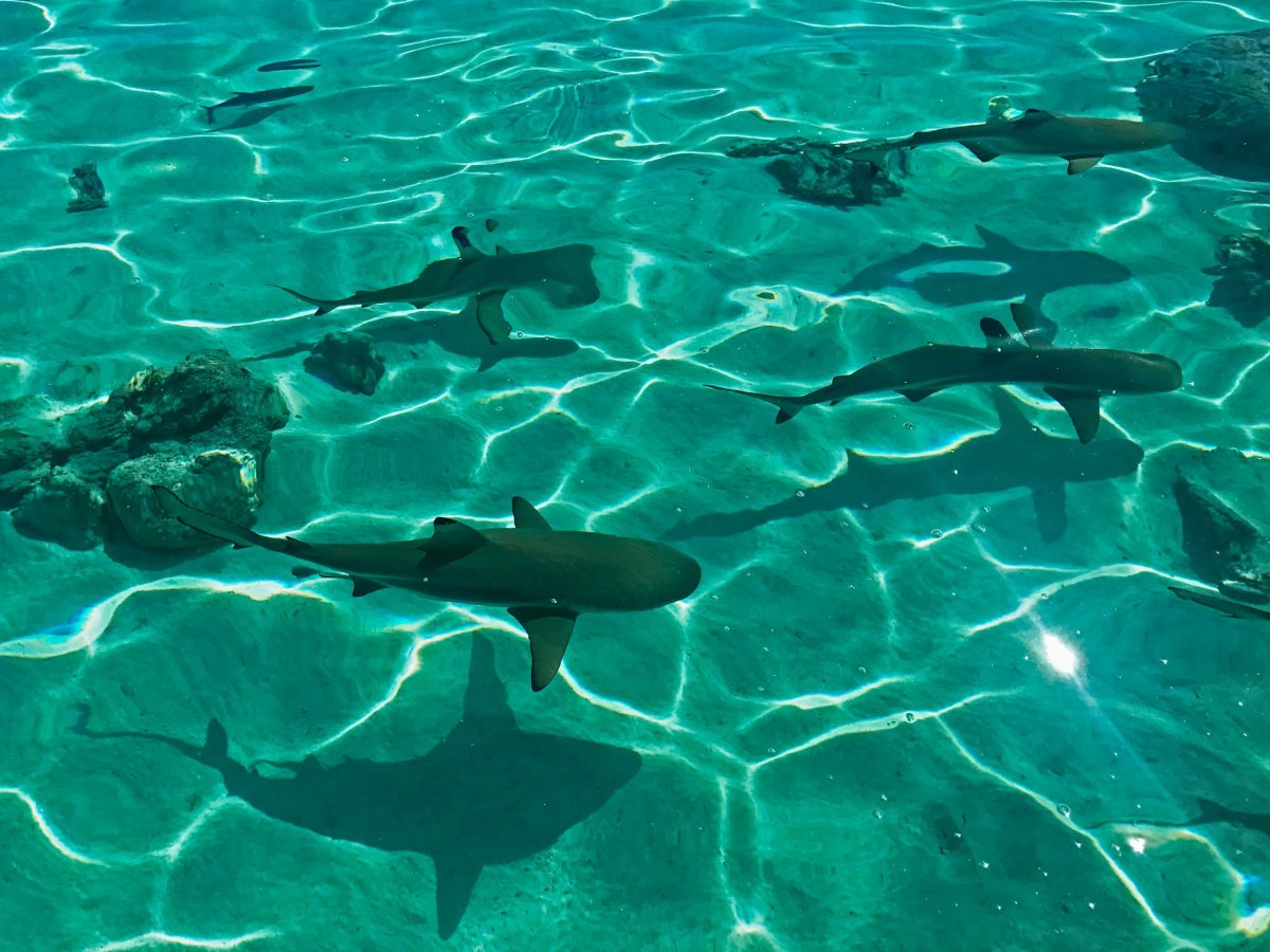 Žraloci citrónoví na Kapverdách