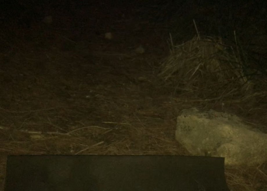 Na suchém a měkkém jehličí se spalo:)