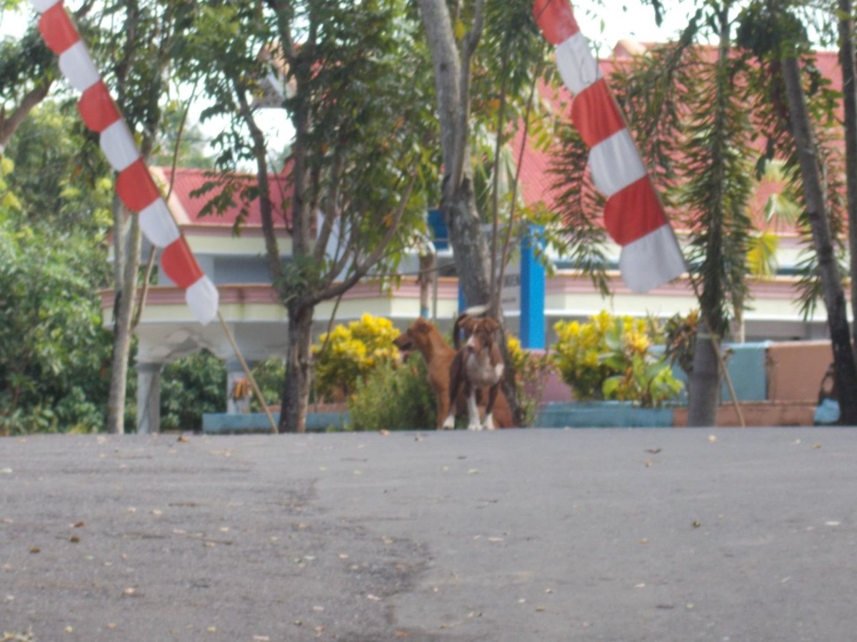 Všude kolem samí psi