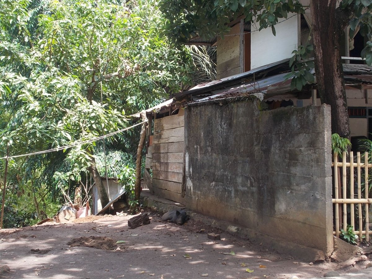 Opalující se prasátko