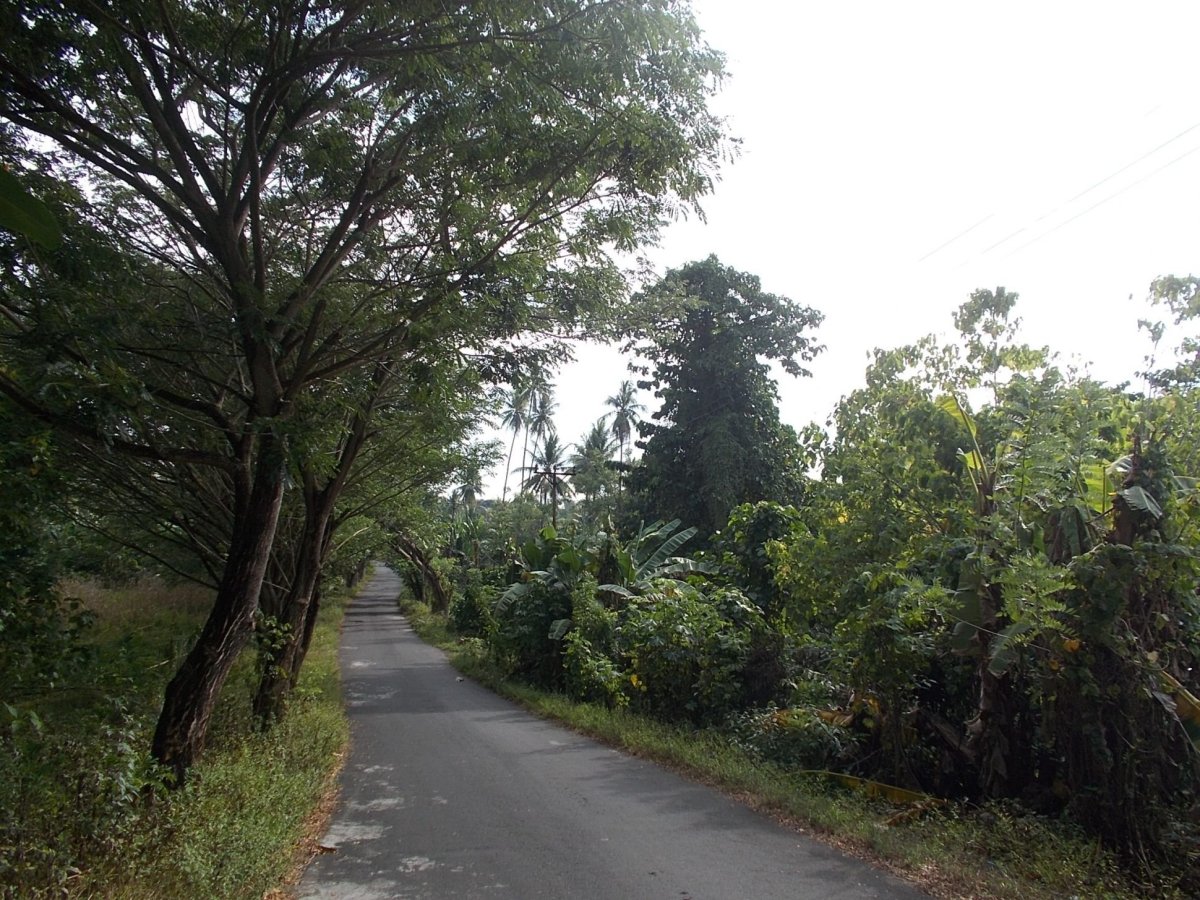 Žhavá silnice, stromy a nic 