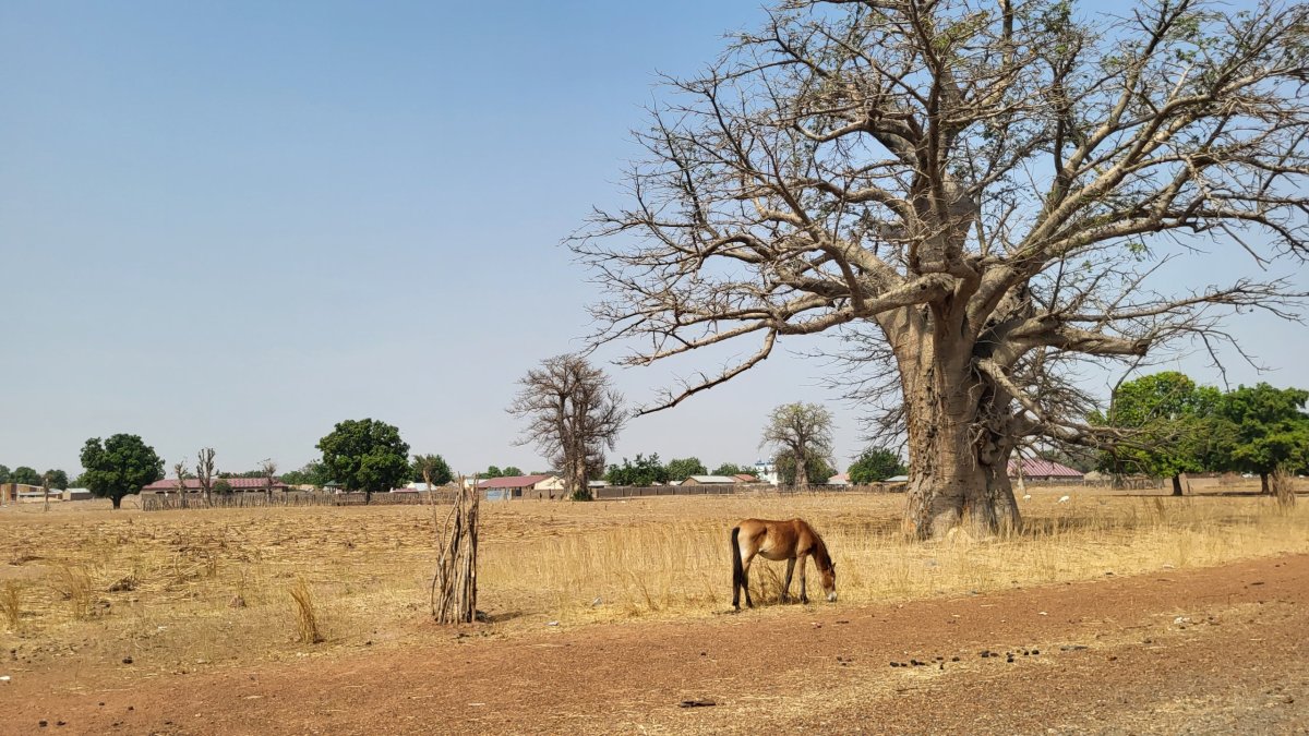 Baobab a kůň