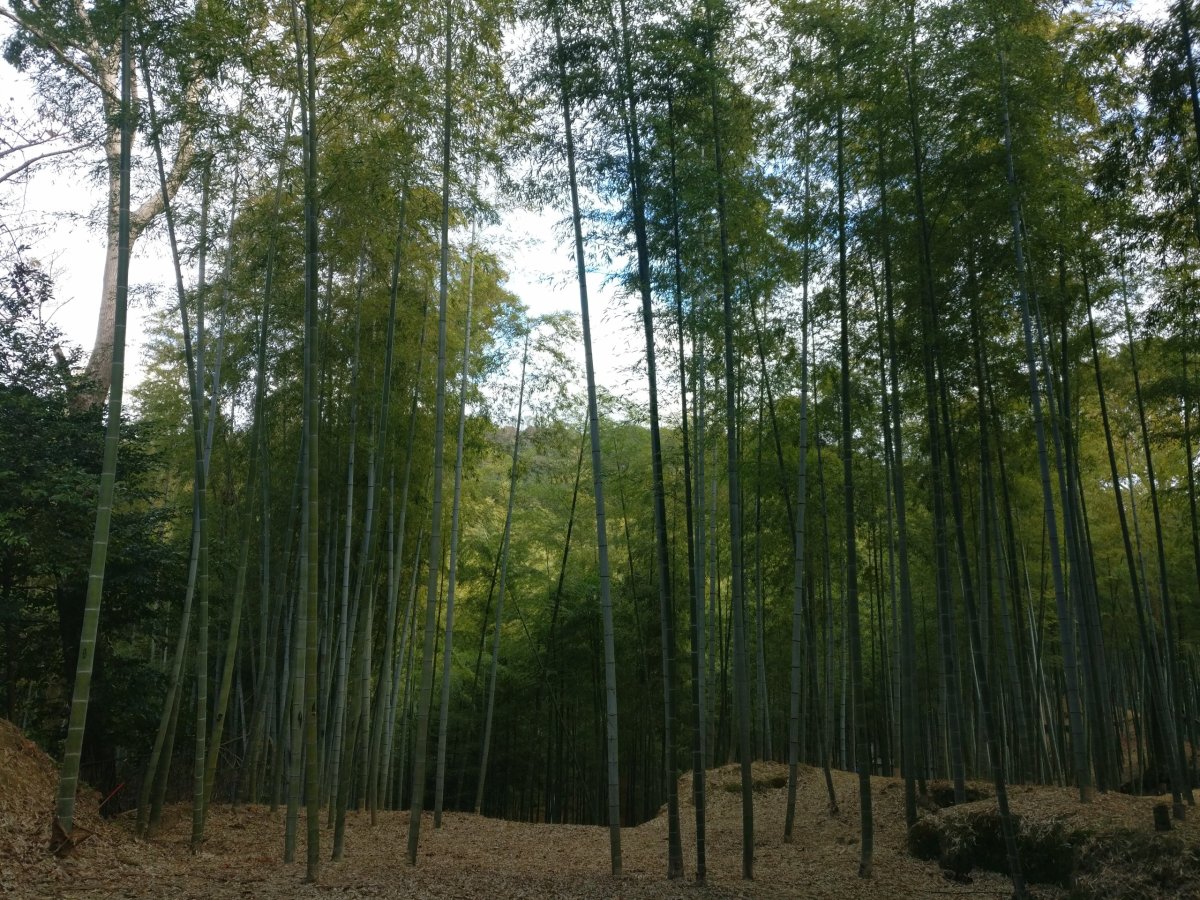 Pověstná bambusová škola