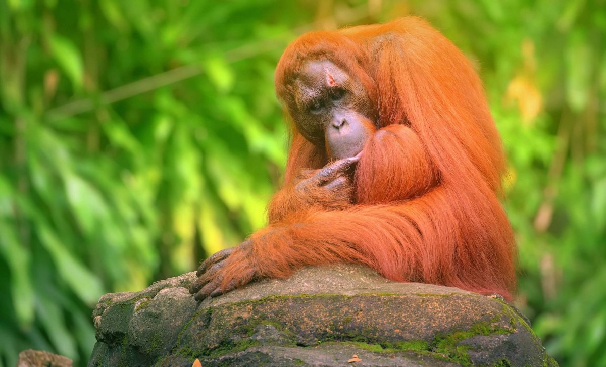 Orangutan v Sepiloku