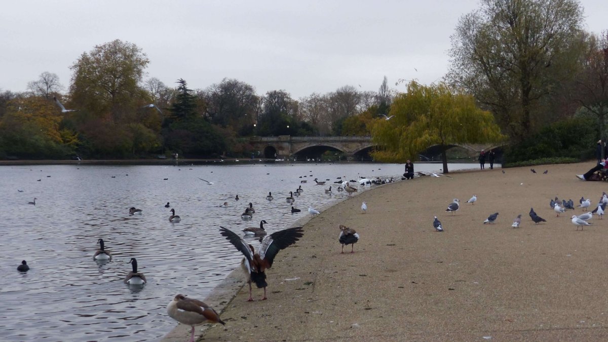 Podzimní pohoda v Hyde Parku