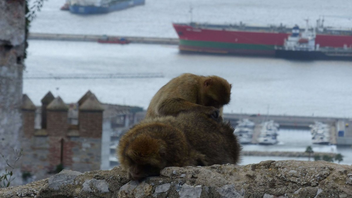 Makakové obývají celý kopec, jsou jich tu stovky