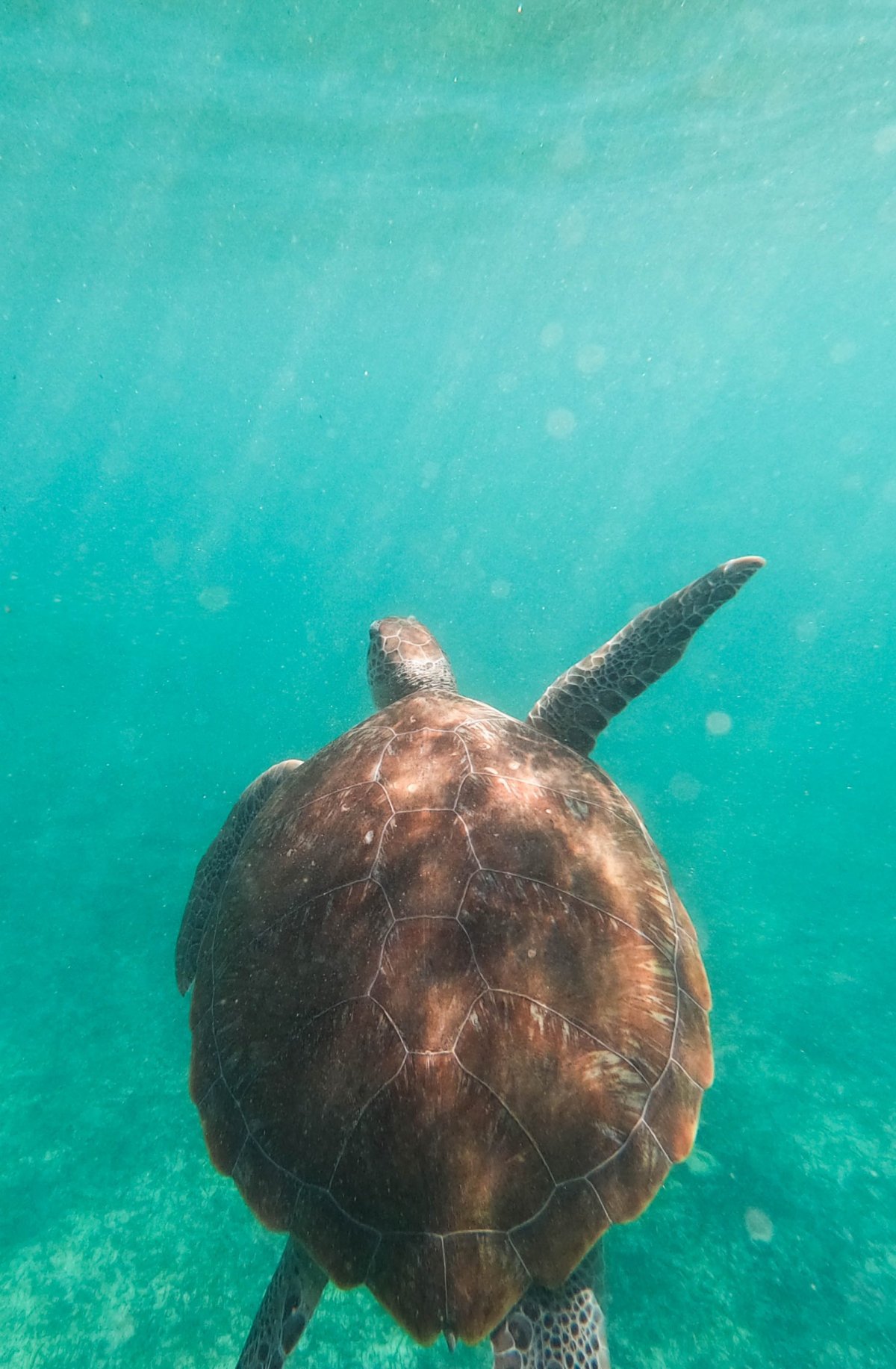 Mořská želva při šnorchlování v Tulumu