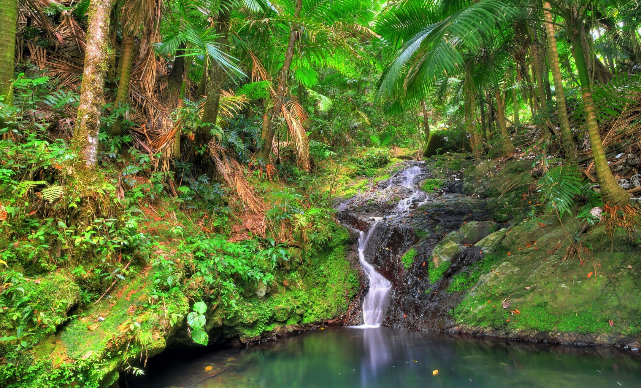 El Yunque, Portoriko vše, co potřebujete vědět
