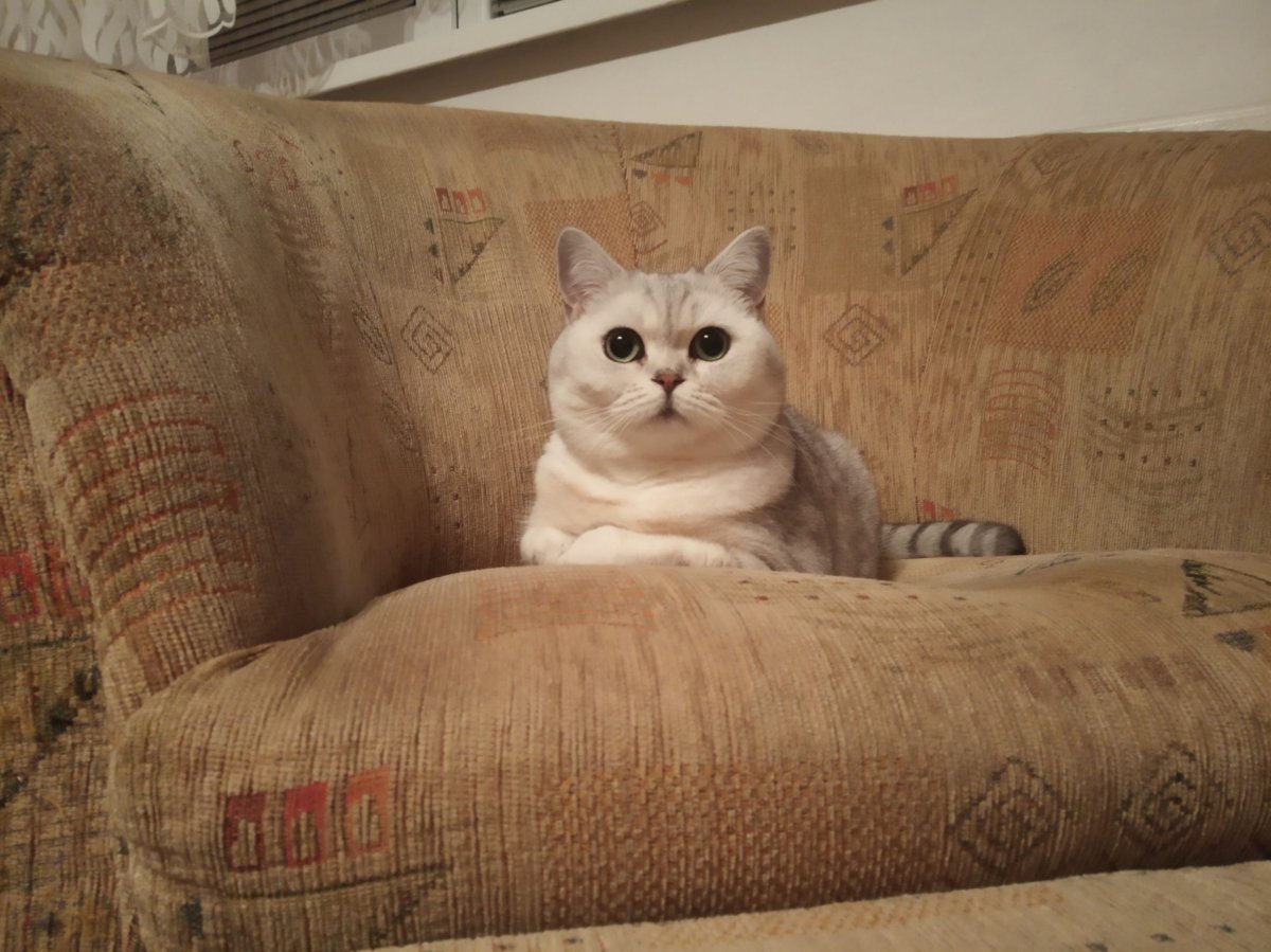 Kočku jsme odevzdali na letním bytě na hlídání u babičky