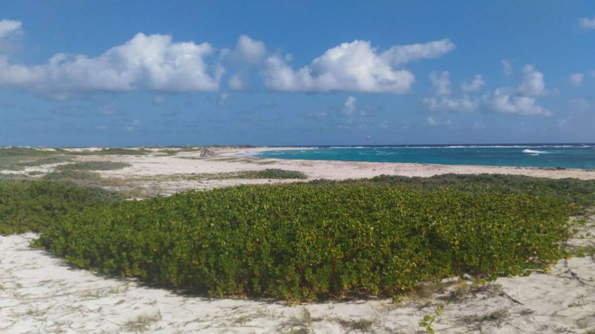 Boca Grandi na Grapefield beach