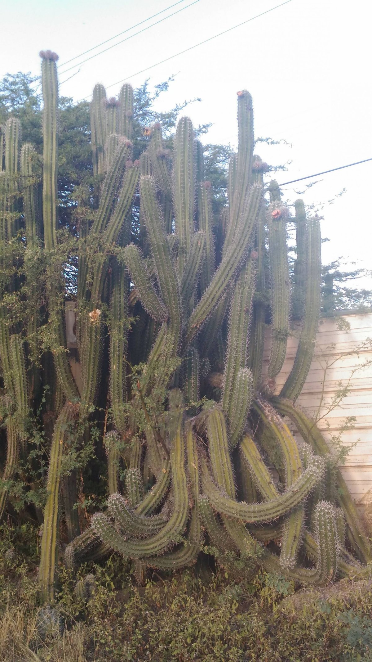 Tohle mají na Arubě před domem místo záhonu růží