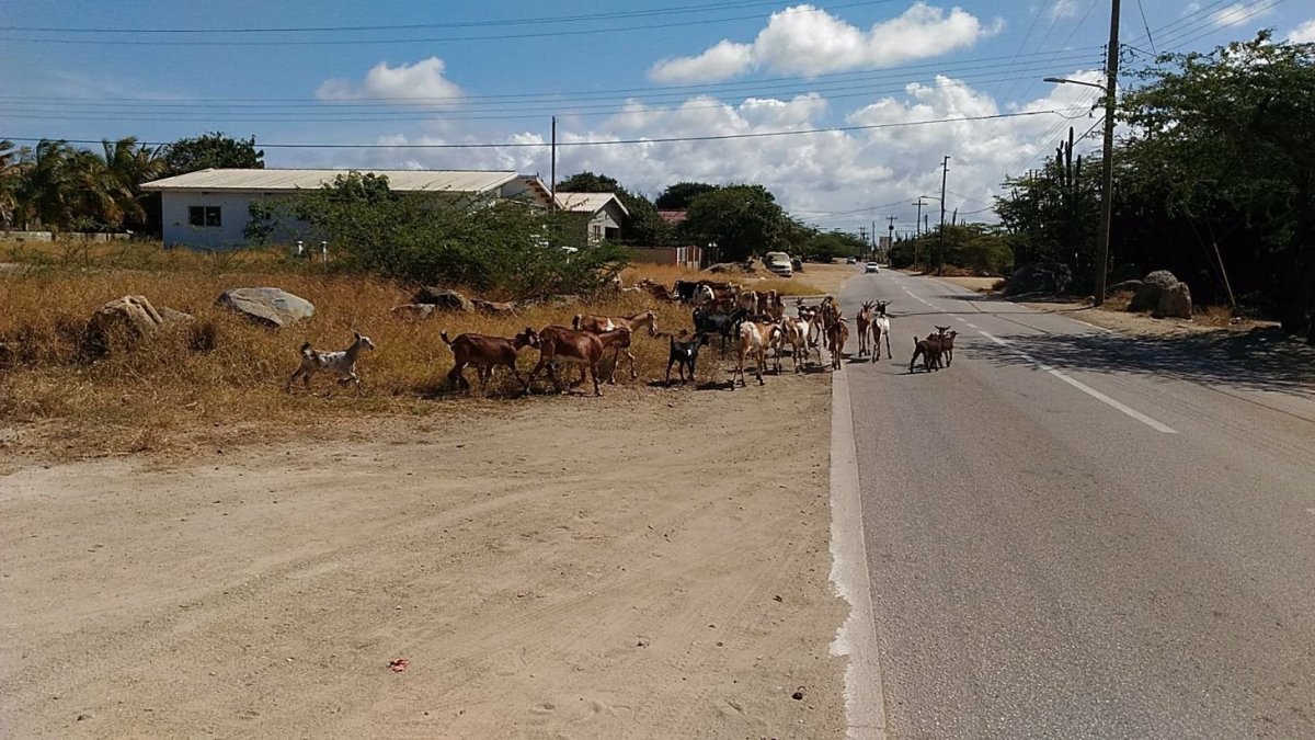 Aruba-kdesi mezi Oranjestadem a Noordem