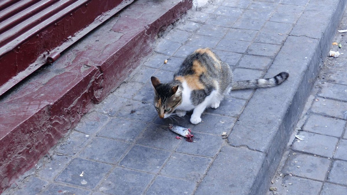 Kočka uzmula rybu ze stánku (jo, rybí obchody jsou zdatným zdrojem toho pravého smradu)