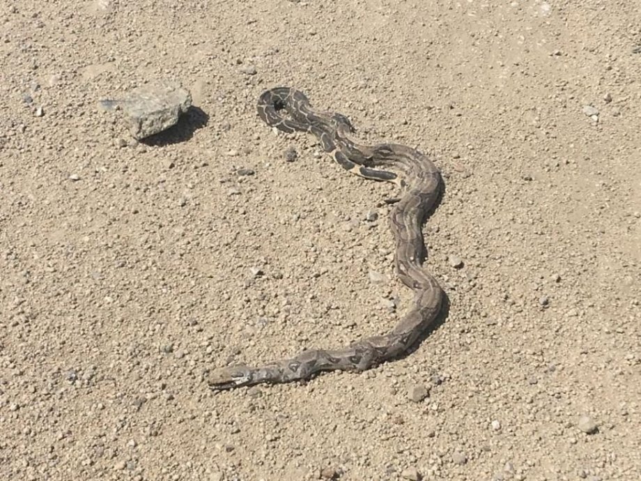 Arubský chřestýš