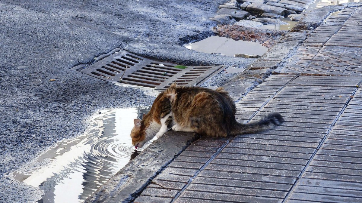 Kočička pije ch*anky