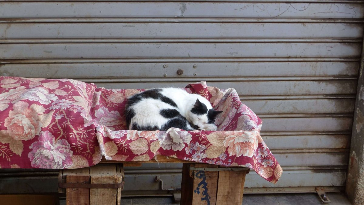 Kočkám se v Maroku daří