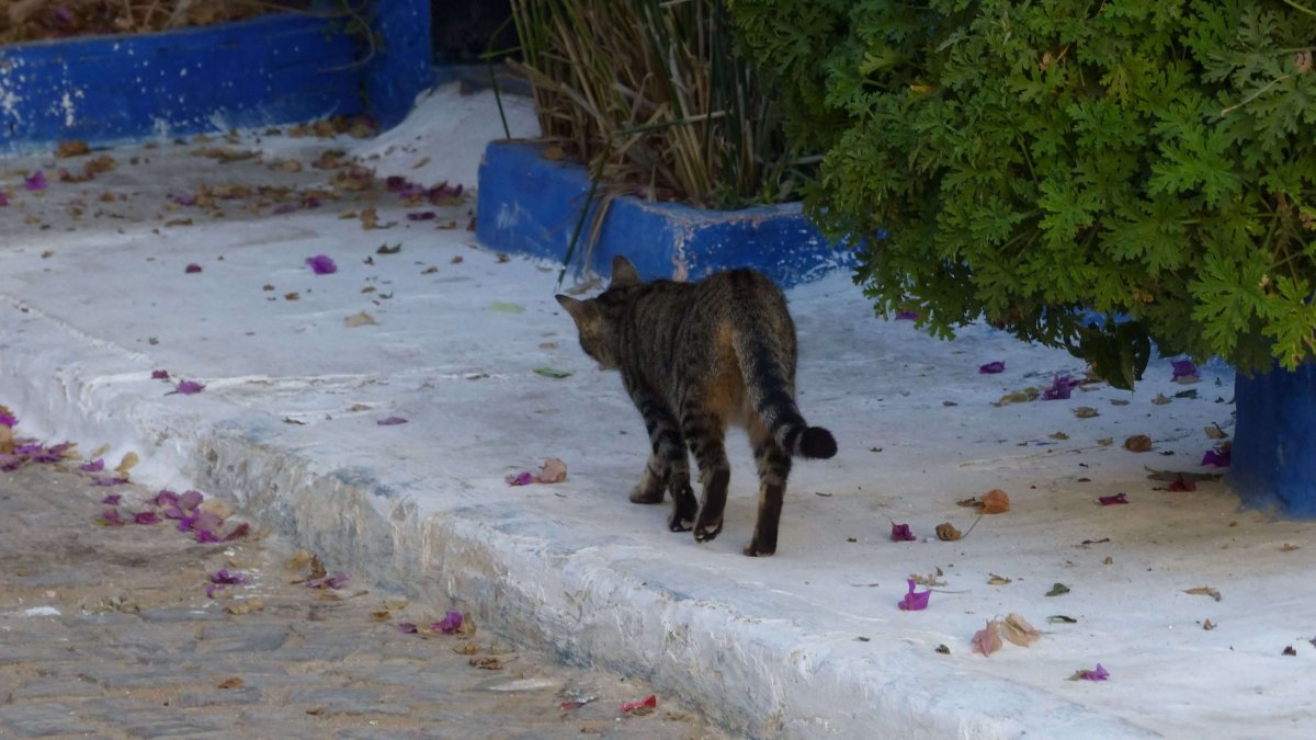 Vždyť říkám, že se v Maroku kočkám daří