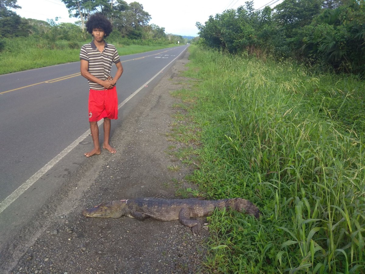 Cestou do Monteverde ležel krokodýl sražený autem