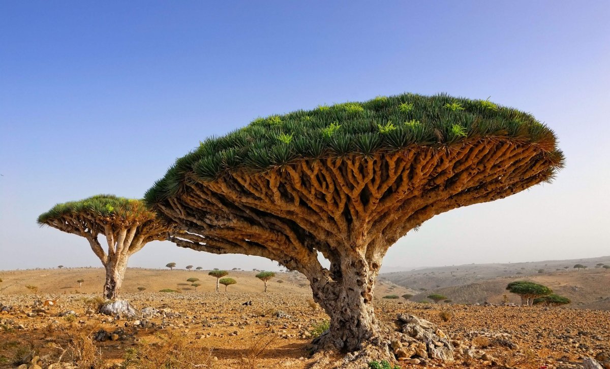 Jemen - ostrov Sokotra