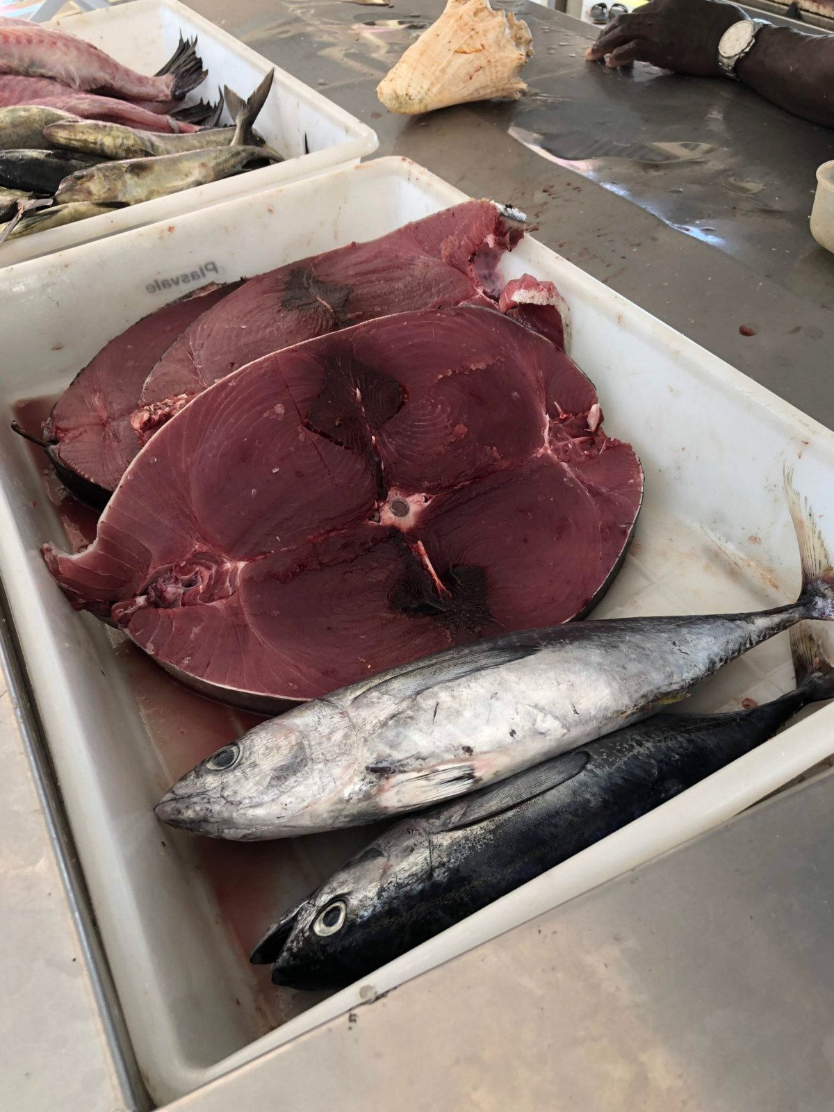 tuňák od místních rybářů