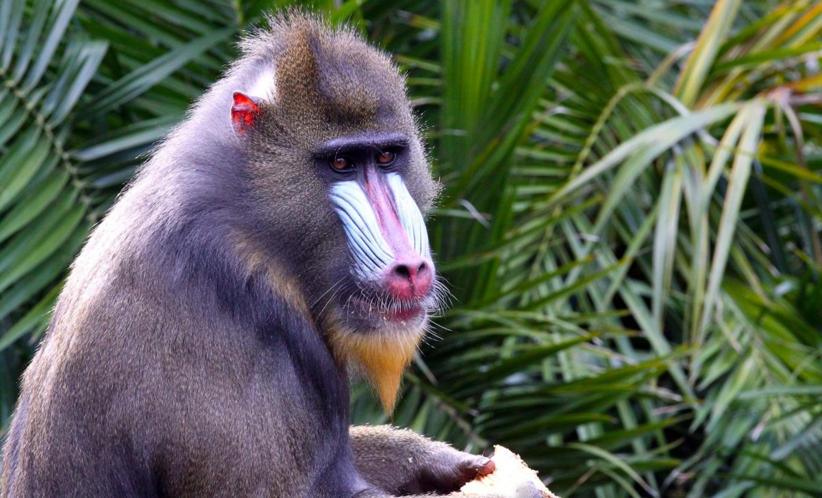 Rovníková Guinea - mandrill
