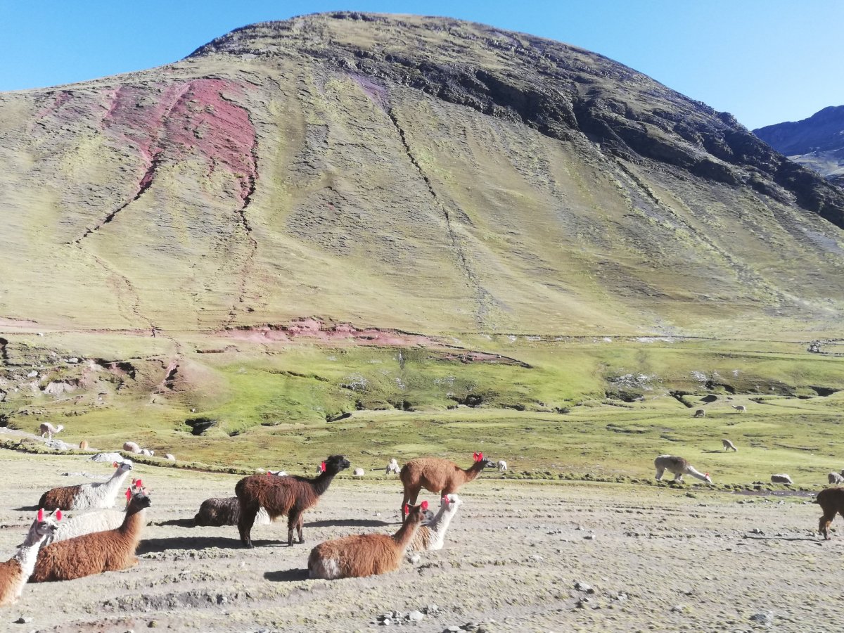 Ještě nesvázané lamičky cestou na Pallcoyo