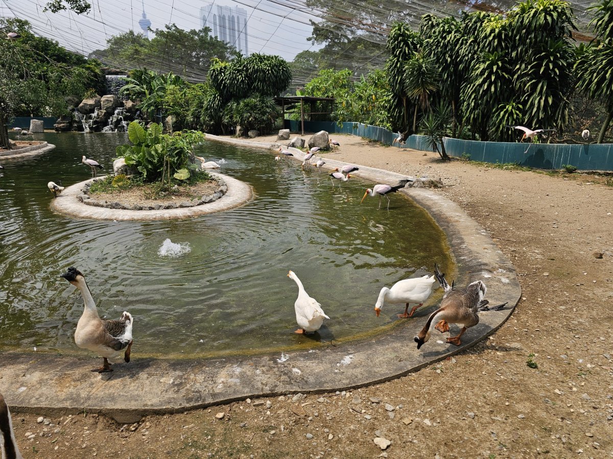 Bird Park