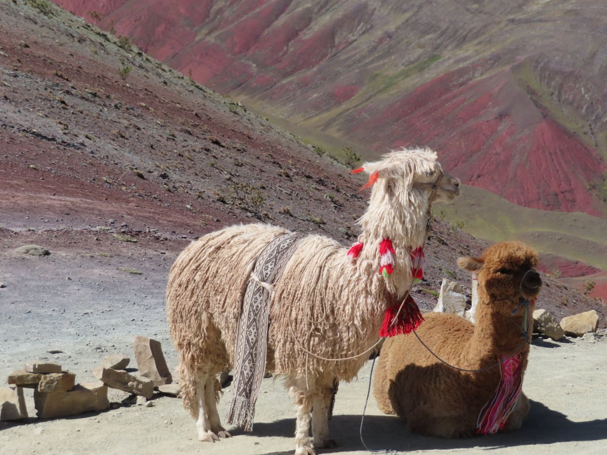 Lamičky čekající na turisty 