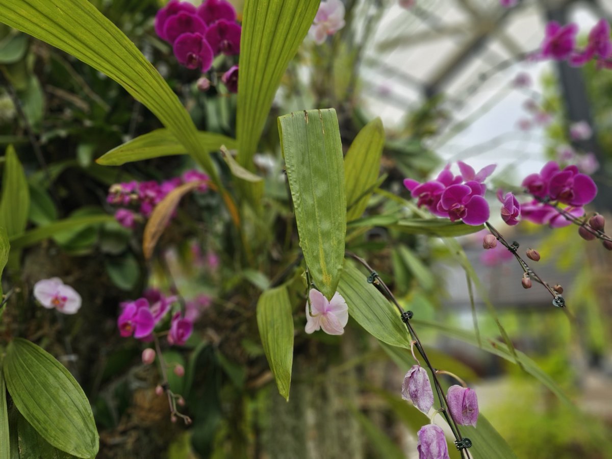 Orchidejová zahrada