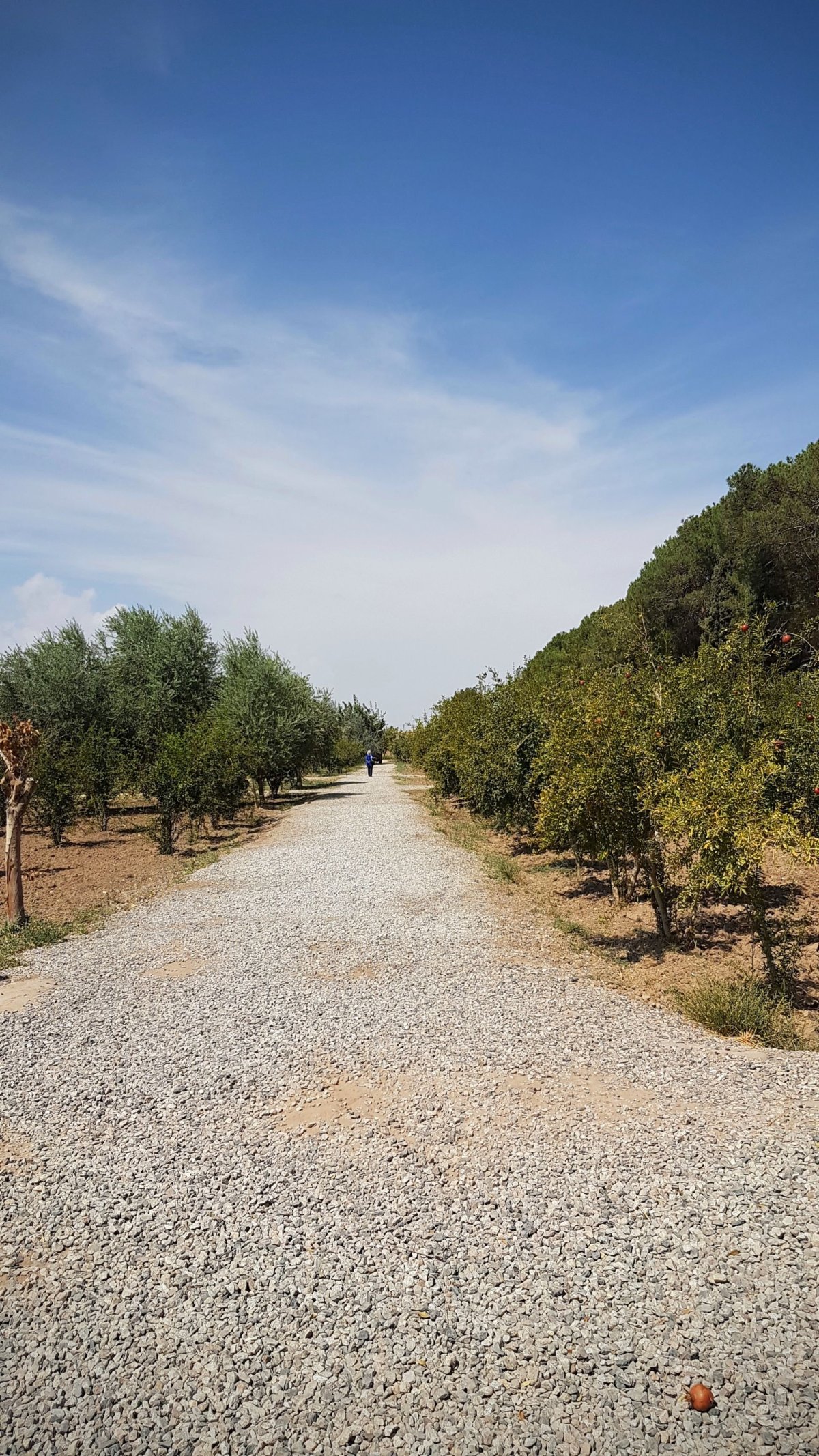 Sad granátových jablek Dowlat Abad.
