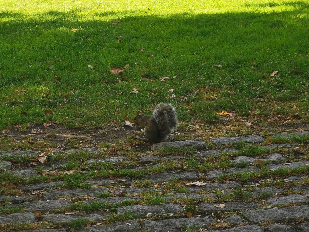 Veverky tady potkáte na každém kroku