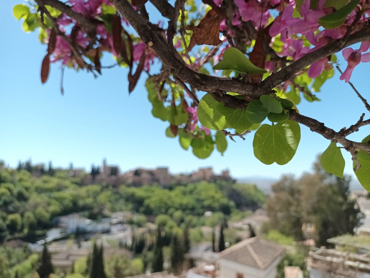 Výhled na Alhambru