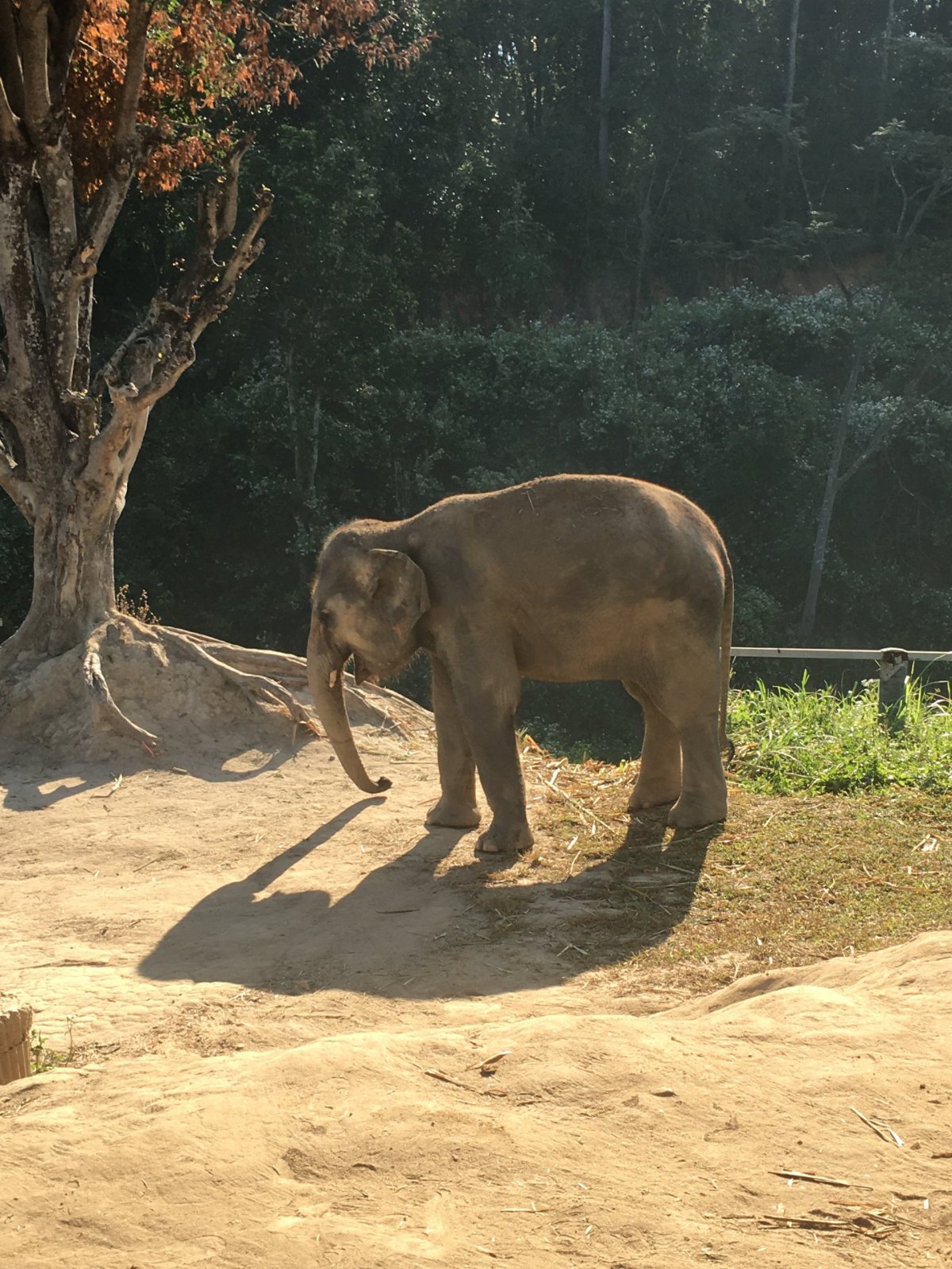 Nejmladší sloní holčina