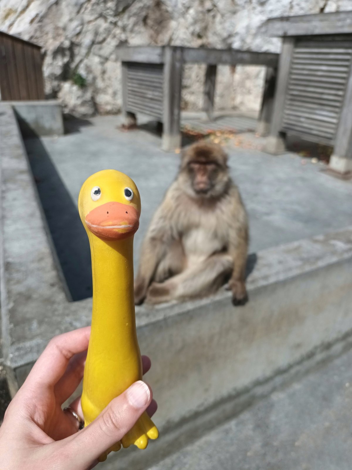 Selfie s makakem bezocasým 📷
