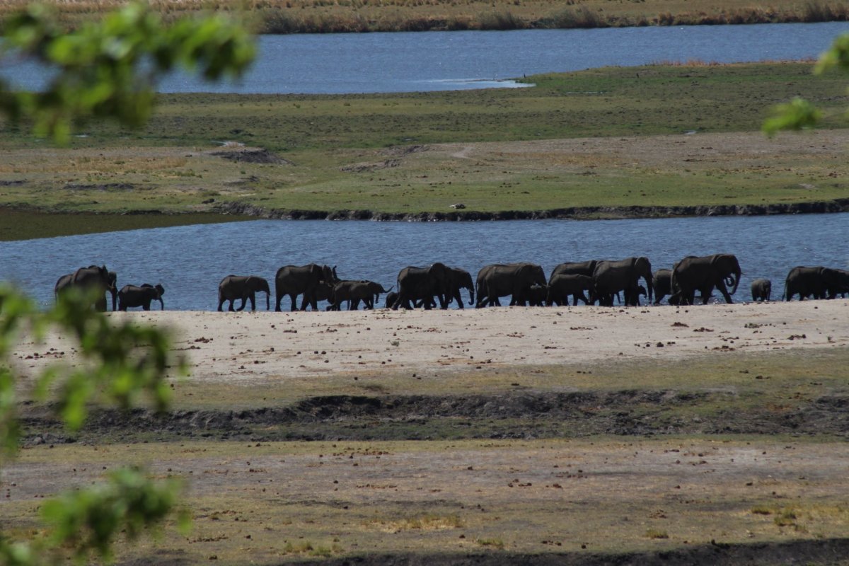 Sloní stádo v Chobe