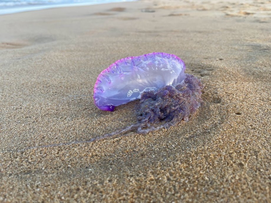 Jsem se toho dotkl. Co to je? Umřu?