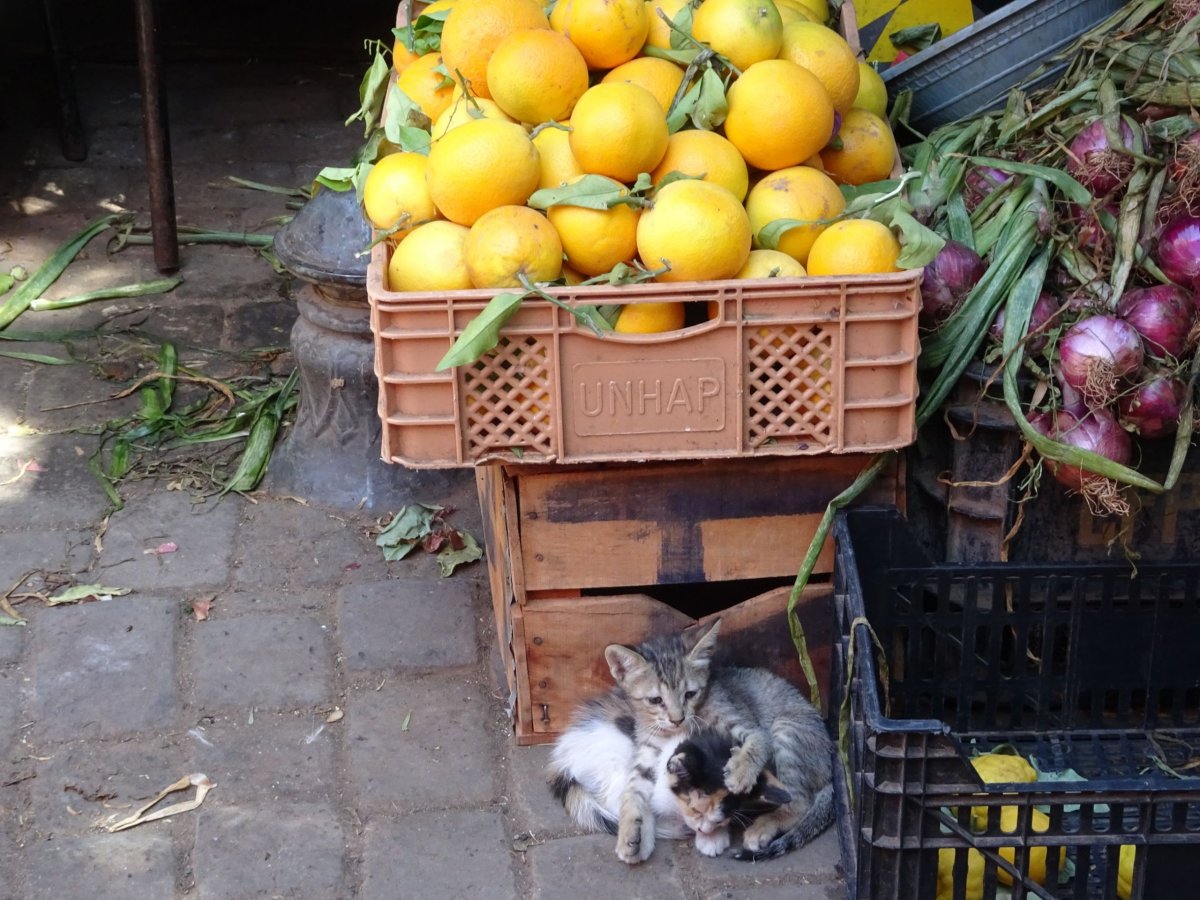 Pomeranče mají v Maroku asi nejlepší na světě