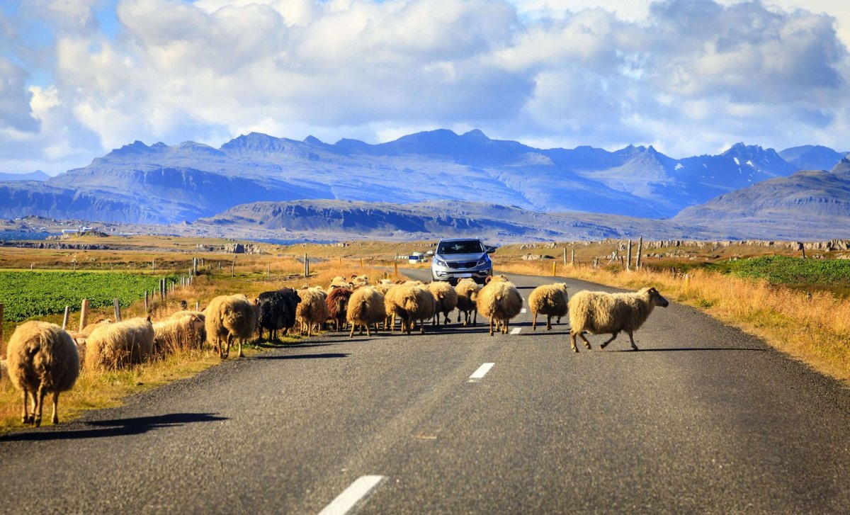 Ovce na Islandu