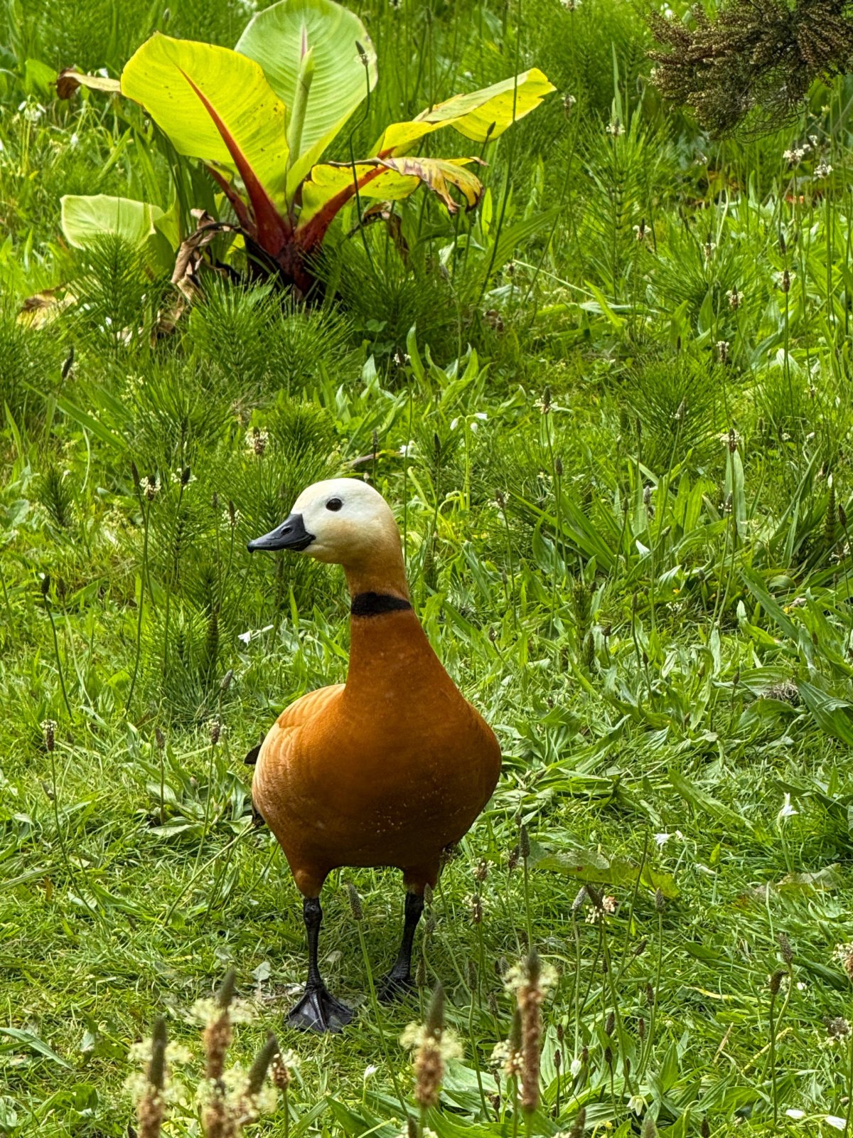 Reserva Florestal de Recreio do Viveiro das Furnas