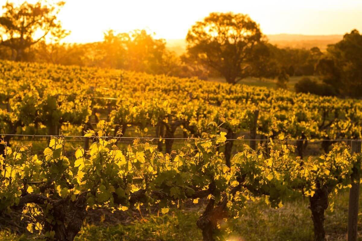 Barossa Valley. Ochutnejte shiraz :)
