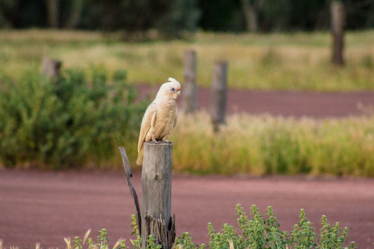 Kakadu! Ráno vás probudí svým veselým řechtáním.
